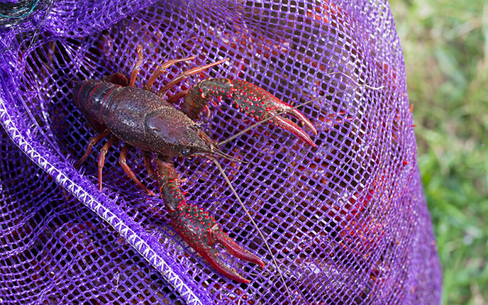 Crawfish-News-Crawfish-Season